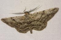 Peribatodes rhomboidaria rhomboidaria