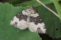 Epirrhoe galiata