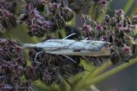Agriphila inquinatella