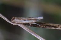 Agriphila inquinatella