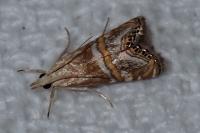 Euchromius anapiellus