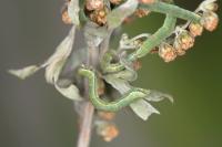 Eupithecia pernotata