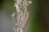Cucullia absinthii
