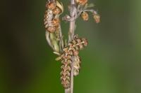 Cucullia absinthii