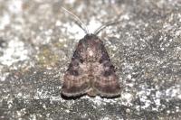 Agrotis