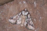 Allophyes oxyacanthae