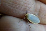 Collita griseola