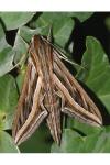 Hippotion celerio