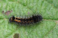 Acronicta auricoma