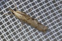 Agriphila geniculea