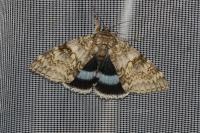 Catocala fraxini
