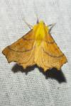 Ennomos alniaria
