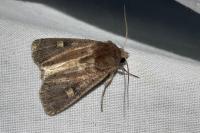 Xestia xanthographa