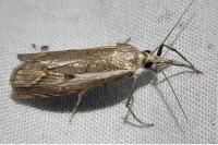 Agriphila geniculea