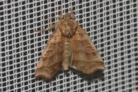 Ipimorpha retusa