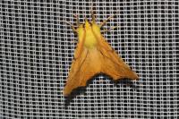 Ennomos alniaria