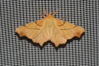 Ennomos erosaria