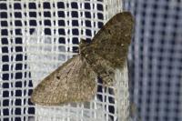 Eupithecia tripunctaria