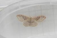 Idaea degeneraria