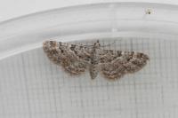 Gymnoscelis rufifasciata