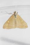 Sitochroa verticalis