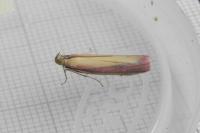 Oncocera semirubella