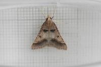 Stemmatophora brunnealis