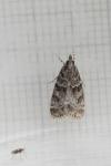 Eudonia mercurella