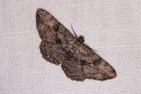 Peribatodes rhomboidaria rhomboidaria