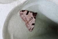Xanthorhoe fluctuata
