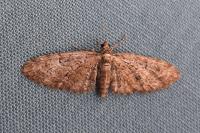 Eupithecia abbreviata