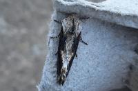 Egira conspicillaris