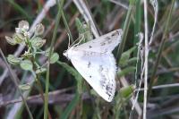 Lomographa temerata