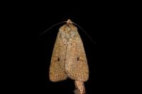 Xestia castanea