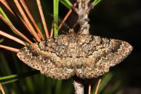 Selidosema taeniolaria