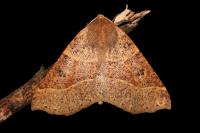 Crocallis dardoinaria