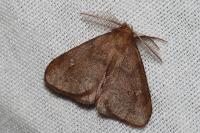 Ocneria rubea