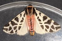 Cymbalophora pudica