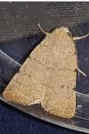 Caradrina aspersa