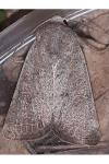 Hoplodrina ambigua/blanda