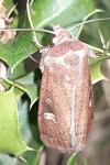Xestia xanthographa