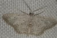 Idaea seriata