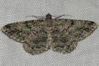 Peribatodes rhomboidaria rhomboidaria