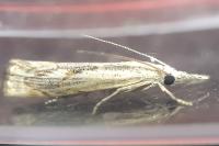 Agriphila geniculea