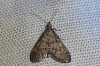Metasia cuencalis bourgognei