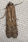 Huertasiella italogallicella