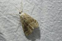 Parapoynx stratiotata