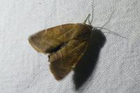 Cosmia affinis