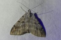 Aplocera efformata/plagiata