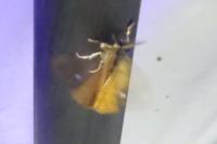 Orgyia antiqua